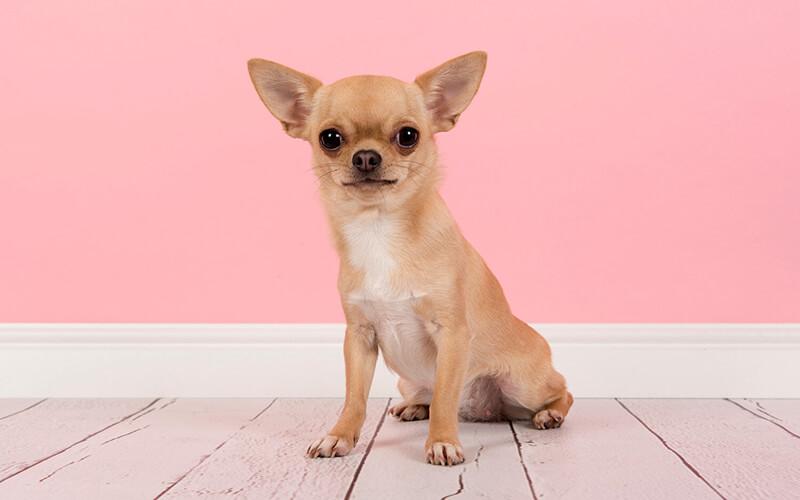 Chó Shiba Inu nhỏ nhắn với vẻ mặt lanh lợi và bộ lông màu đỏ, một trong các giống chó đẹp và phổ biến nhất hiện nay